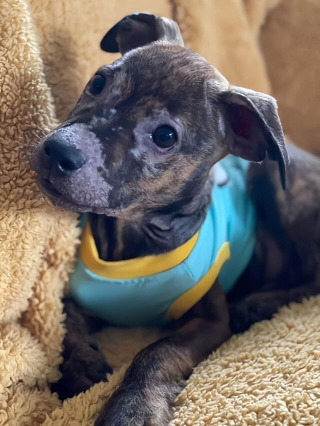 When rescuers found the tiny six-week-old puppy